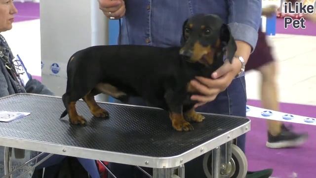 Особенности породы такса смотреть онлайн