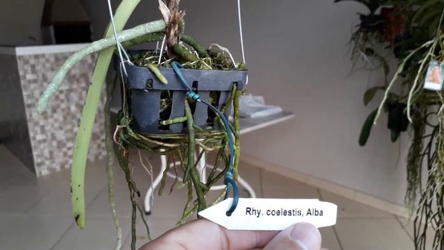 Rhy. Coelestis alba, flores, cultivo, plantas, vandas смотреть онлайн