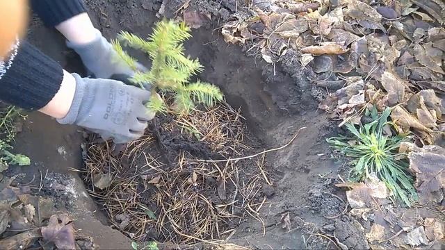 Посадка хвойников осенью/ Нитроаммофоска , как удобрение в грунт/.planting Conifers In Autumn