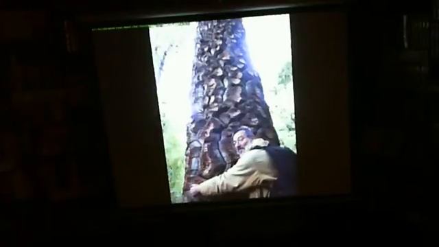 "В царстве мезозойских реликтов". "Гиперион", 22.04.14 смотреть онлайн