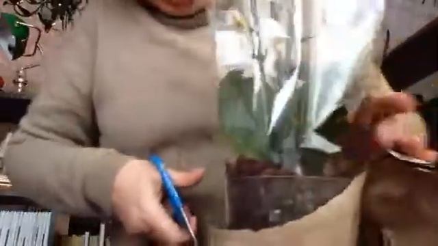 Орхидея Мини Марк от Анны Румянцевой смотреть онлайн