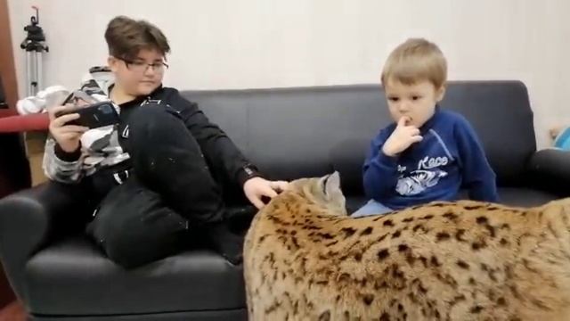 Гости у Рыси смотреть онлайн