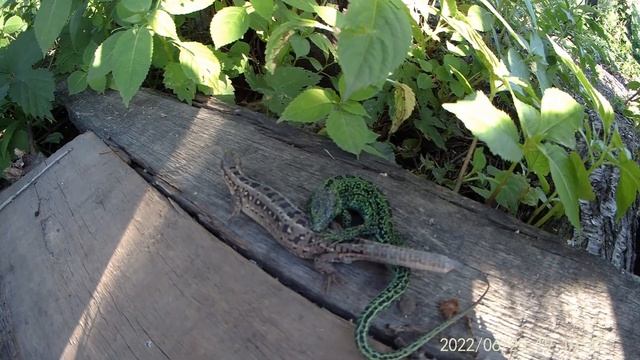 НА ДАЧЕ. Как мы проводили ВЫХОДНЫЕ НА ДАЧЕ летом с палаткой, бассейном. Готовим еду на открытом огн смотреть онлайн