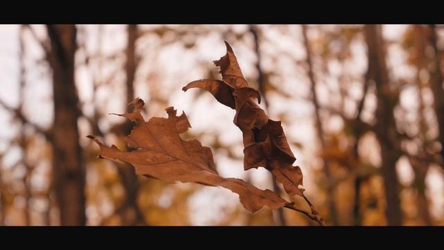 AUTUMN (4K) | Cinematic Panasonic Lumix GX80/GX85 video test смотреть онлайн