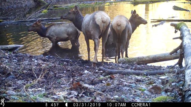 Elk out for a Beautiful Swim смотреть онлайн