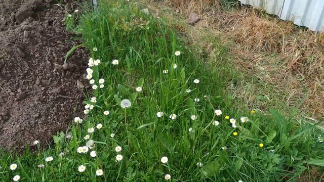 Сезон 7. Июнь 12.06.2022. Начало лета. Обзор участка. смотреть онлайн