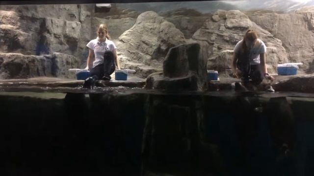 Москвариум,шоу с кормлением тюленей смотреть онлайн