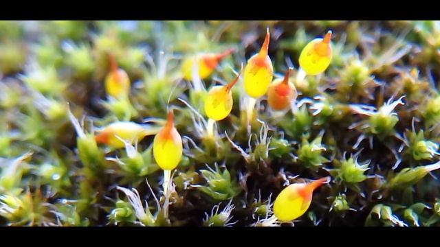 Bartramia pomiformis adult sporophytes Greece by Theo смотреть онлайн