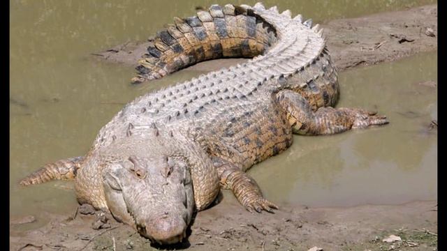 Топ 4 . Самые большие животные своего вида смотреть онлайн