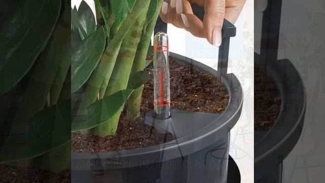 Кашпо для цветов ? LECHUZA PILA Color с автополивом ? #shorts #lechuzamoscow #автополив смотреть онлайн