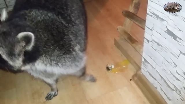 как еноты едят сырое яйцо смотреть онлайн