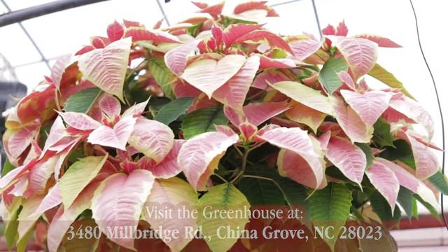 How do YOU pronounce poinsettia? смотреть онлайн