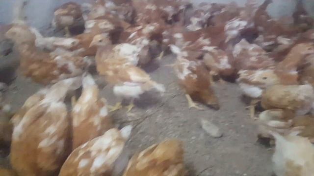 Ломан Браун 2 месяц смотреть онлайн