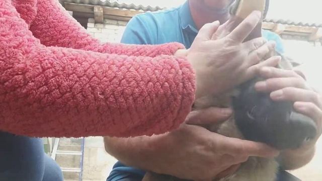 Клеим уши домиком овчарке смотреть онлайн