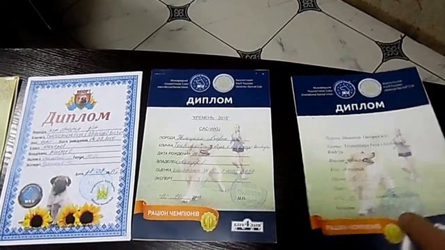Немецкая овчарка Фея : что мы успели сделать за 14 месяцев смотреть онлайн