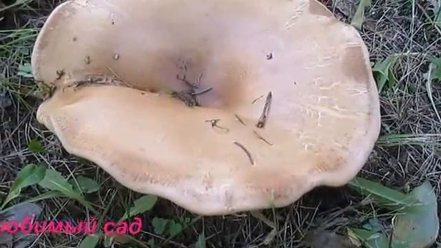 Грибы. Выращивание грибов на садовом участке смотреть онлайн