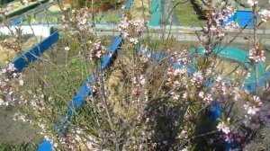 Миндаль  - посадка, обрезка, уход.