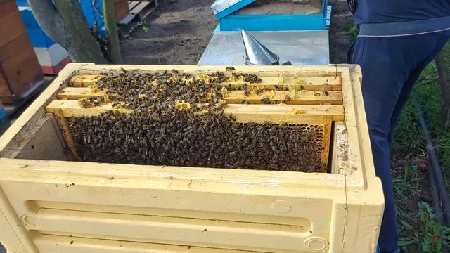 Делаем две семьи воспитательницы.Отличный результат! смотреть онлайн