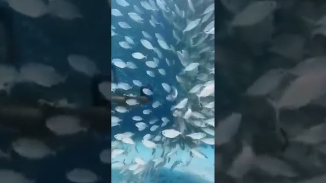 Потрясающие кадры дайверов, которые плывут через косяк рыб, Индонезия ?? Тайны Океанов смотреть онлайн