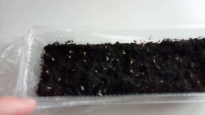 Тюльпаны из семян