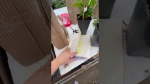 Упаковка саженцев клематисов для отправки