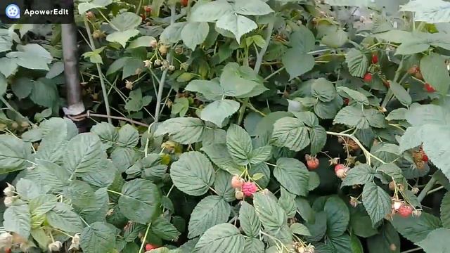 КУПИЛИ ДОМ В ДЕРЕВНЕ/БОЛЬНЫЕ КУРЫ ПОКОЯ НЕ ДАЮТ/ПРОБЛЕМА С СЫНОМ/ДЕРЕВЕНСКИЕ БУДНИ смотреть онлайн