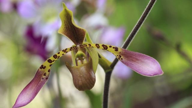 The Story of Orchids - Aphrodite's Sandal (Paphiopedilum - Orchid) смотреть онлайн