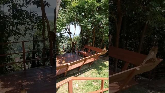 У нас украли пакет с кормом обезьянки) Гора обезьян на Пхукете.