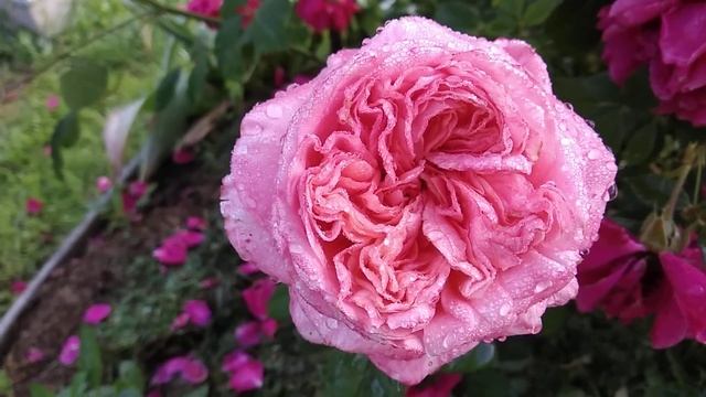 17 июля 2022 г. Роза Лондон Ай ( LONDON EYE ) Нидерланды - первогодка. смотреть онлайн