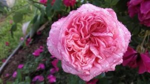 17 июля 2022 г. Роза Лондон Ай ( LONDON EYE ) Нидерланды - первогодка.