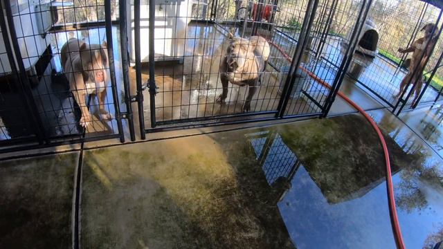 Largest High Performance American Bully, Pit Bull, Bandog, and French Bulldog kennel:Bi**h Barracks смотреть онлайн