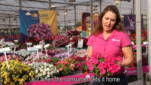Capella™ Petunia