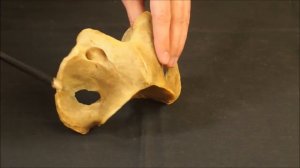 первый шейный позвонок атлант домашних животных