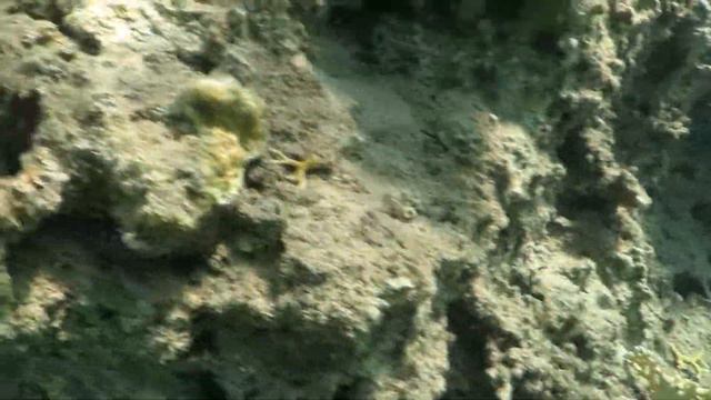 30 минут под водой с Aqua Star Eilat смотреть онлайн