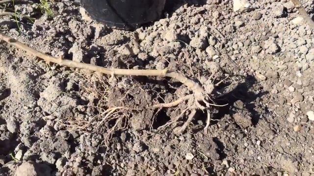 САМЫЙ ПРОСТОЙ СПОСОБ РАЗМНОЖЕНИЯ ГОРТЕНЗИЙ. РЕЗУЛЬТАТ смотреть онлайн