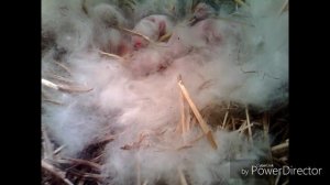 Крольчата с рождения по 30 день. Часть 1