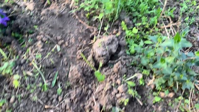 Дачный сезон в самом разгаре, аисты прилетели, помощник в огороде)) смотреть онлайн