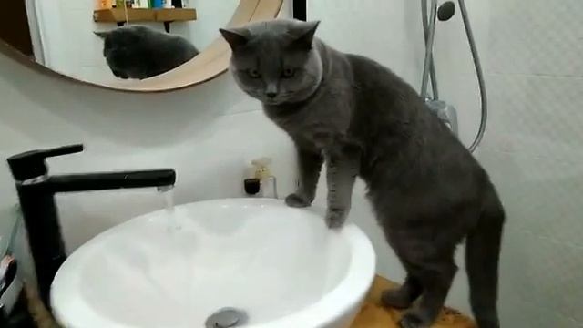 Британский кот Тима. British shorthair Tima. Любопытство - не порок. смотреть онлайн