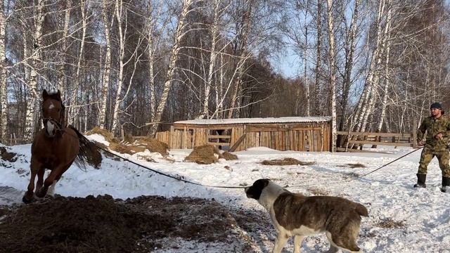 новосибирский конезавод дончак смотреть онлайн