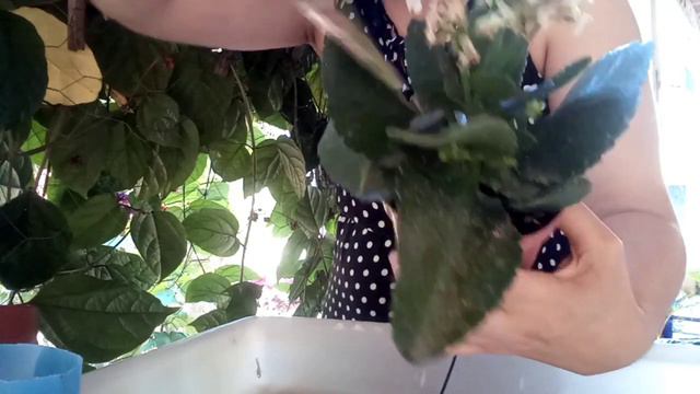 Dicas de cultivo da kalanchoe ou kalandiva!!!♥️ смотреть онлайн