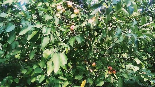 Мой коп в черте города. смотреть онлайн