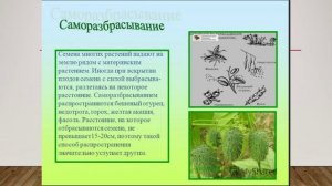 Размножение растений семенами биология 7 кл.mp4