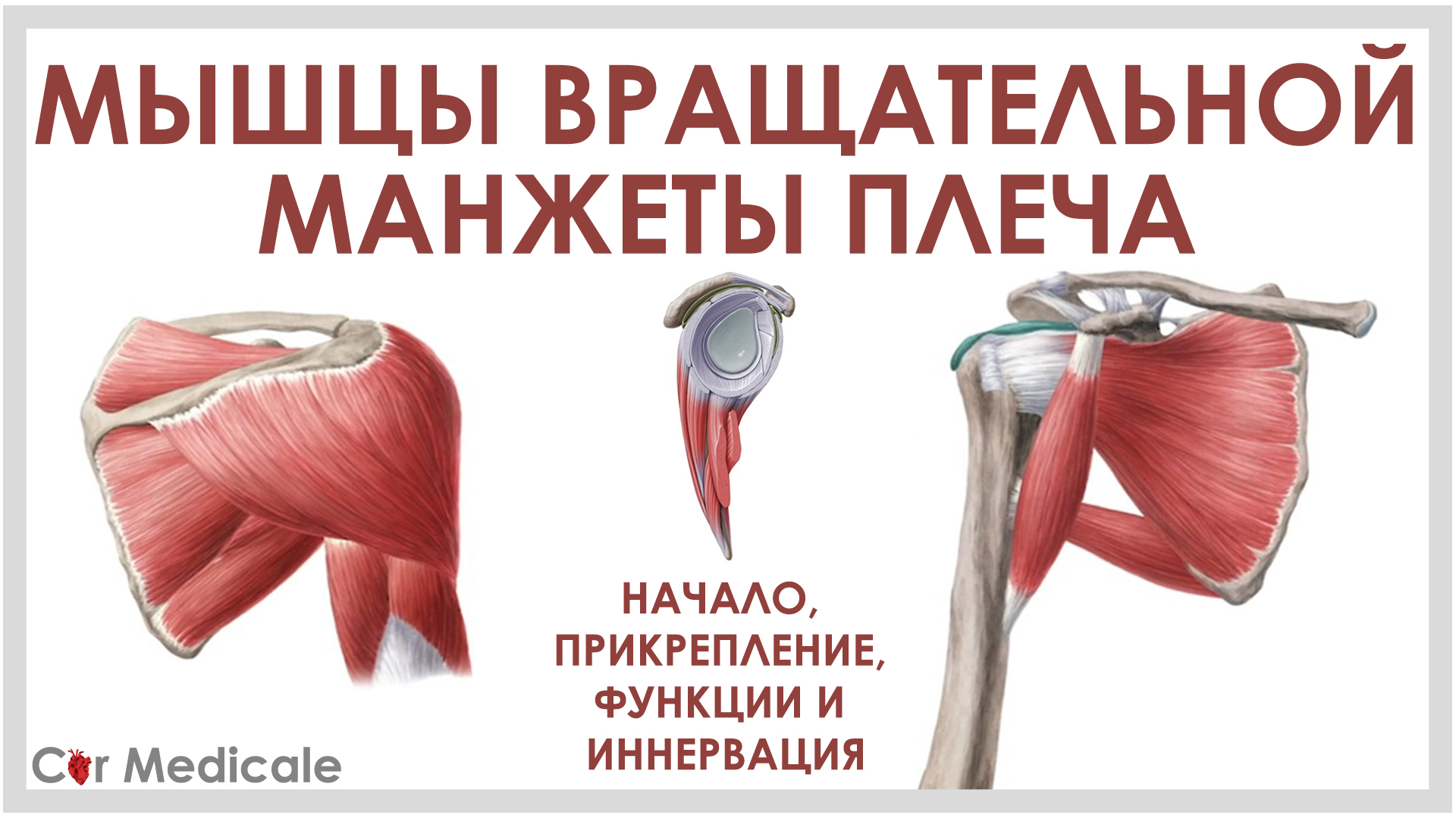 Мышцы вращательной манжеты плеча смотреть онлайн