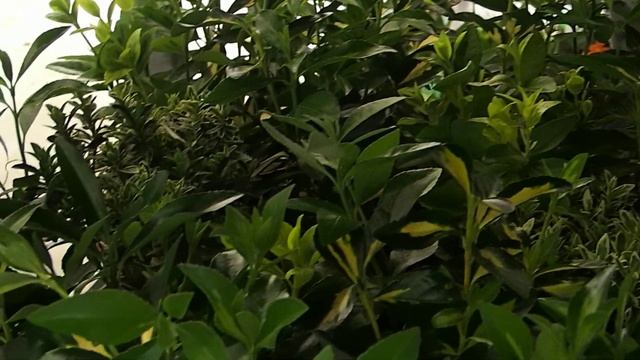 Euonymus mix смотреть онлайн