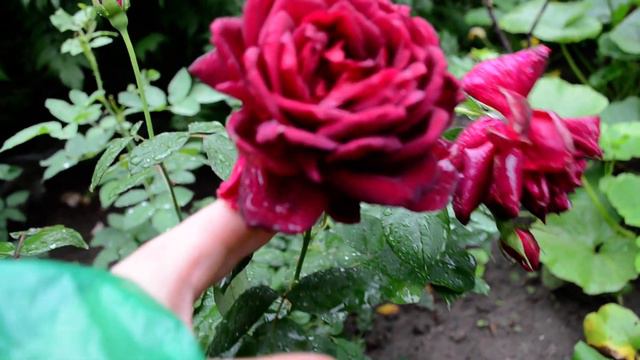 роза Mr Lincoln Rose First Summer / Raining