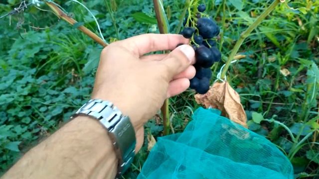 Виноград Ришельё #виноград смотреть онлайн