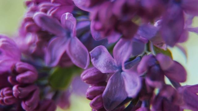 Сирень видеозарисовка смотреть онлайн