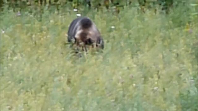 Охота на медведя! смотреть онлайн