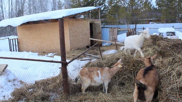В каком же возрасте можно крыть козу и можно ли есть мясо не кастрированного кабана? смотреть онлайн