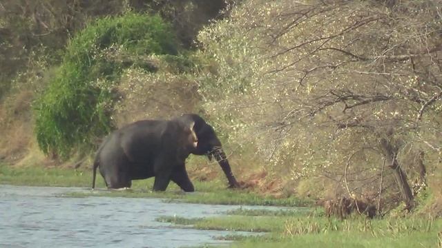 Шри-Ланка. Национальный парк Яла